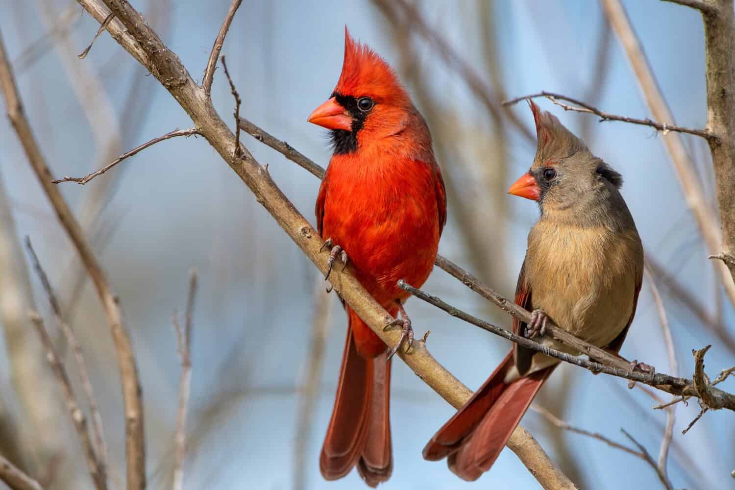 Discover the Official State Bird of West Virginia