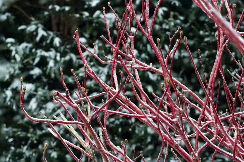 15 Shrubs That Thrive in Zone 4 Shade Gardens