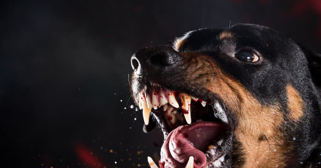 12 Reasons Rottweilers Are the Best Guard Dogs