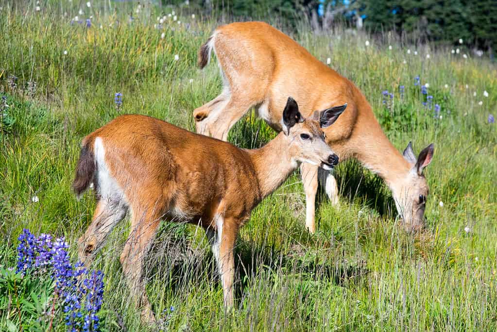 5 Reasons California Offers the Best Deer Hunting in the Country