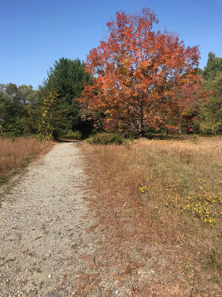 Discover the Best Time of Year to Plant Grass in New England... The Answer Might Surprise You