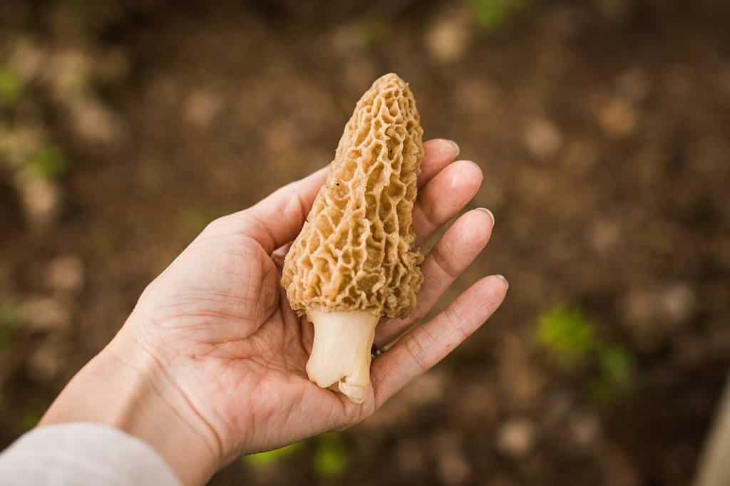 Mushroom Hunting in Georgia: A Complete Guide