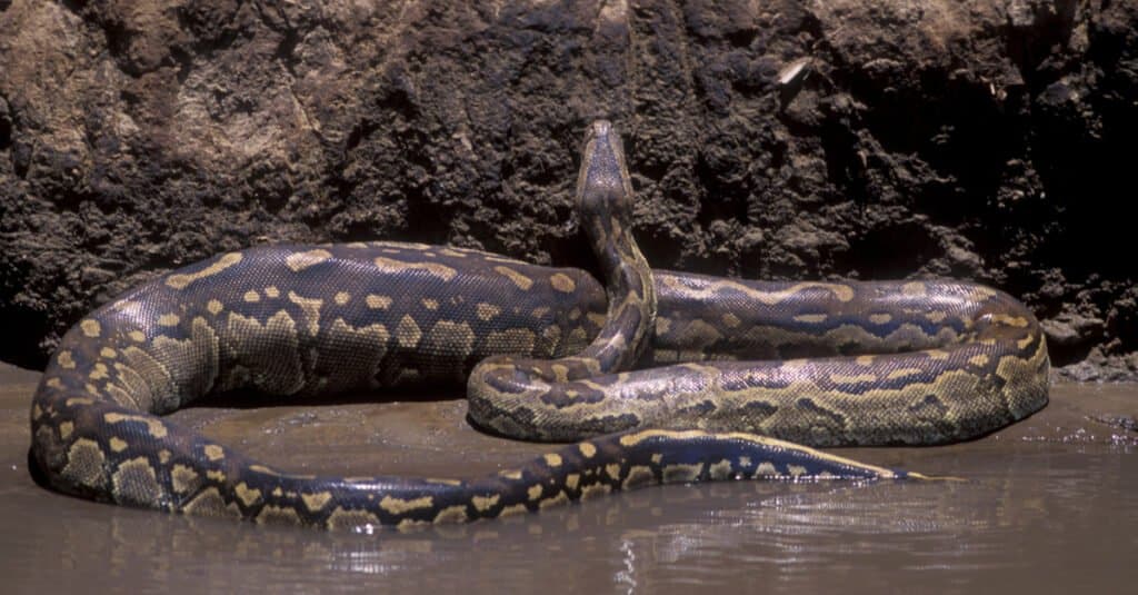 Watch a Hungry Python Try to Make a Huge Gazelle Its Afternoon Snack