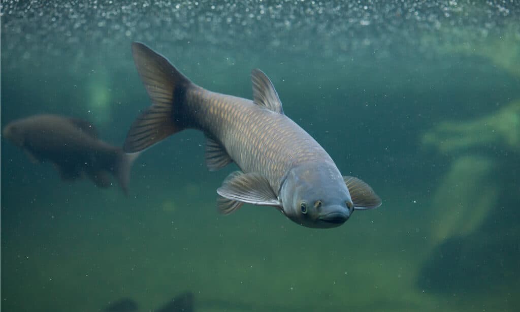 The Largest Grass Carp Ever Caught in Illinois Was a Water Goliath