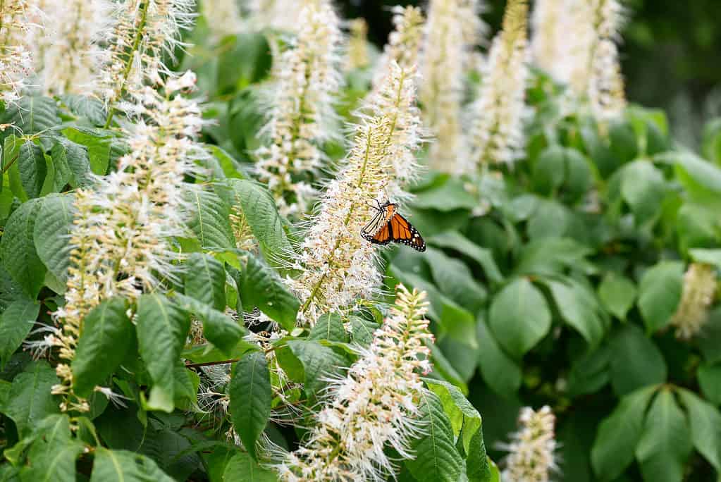 15 Shrubs That Thrive in Zone 4 Shade Gardens