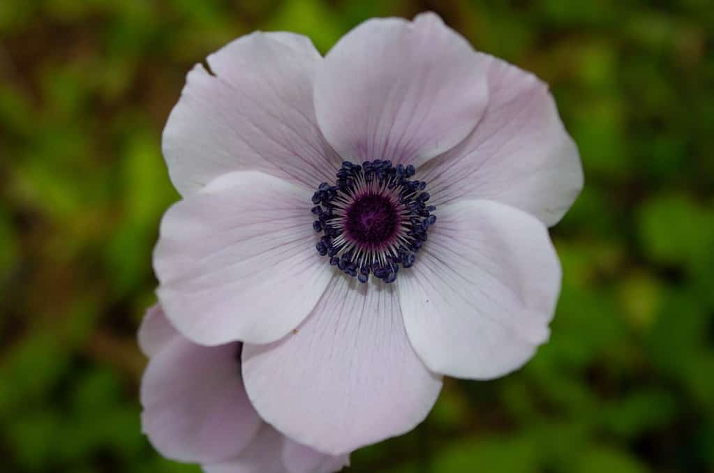 The 11 Most Colorful Fall-Blooming Flowers in Idaho