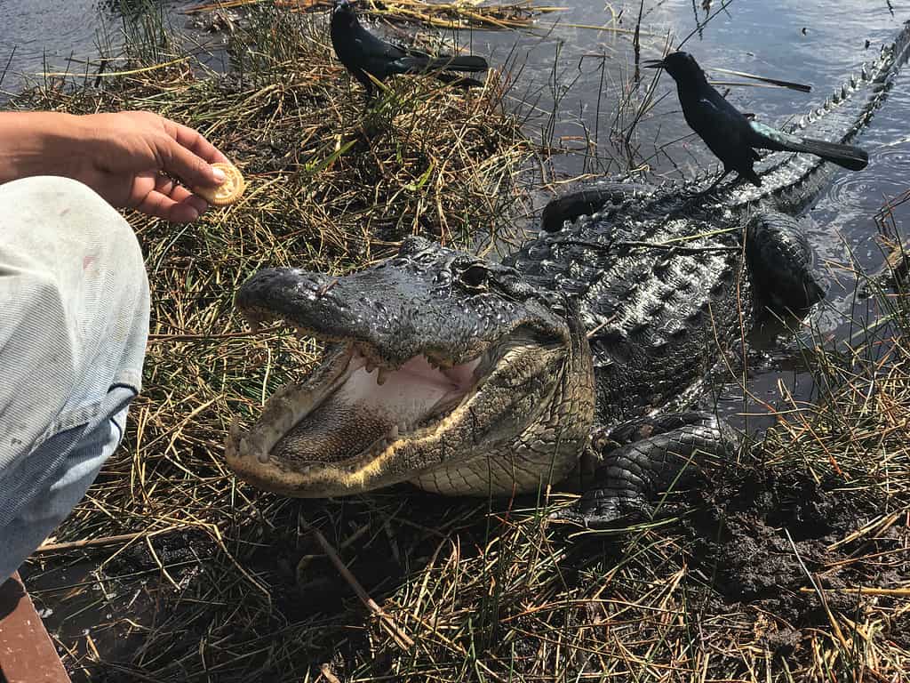 9 Alligators Found Outside a Pennsylvania Home... Yes, Pennsylvania!