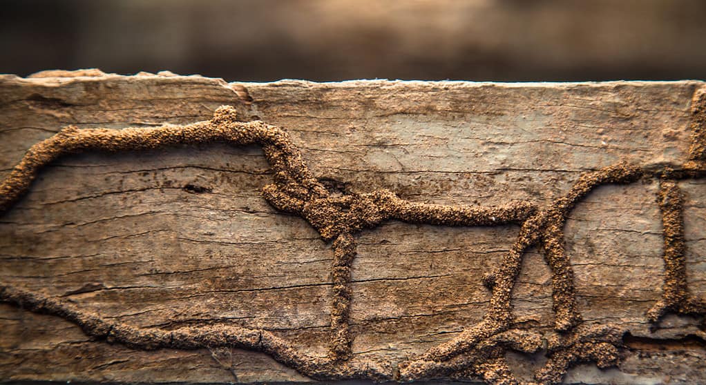 Termites in Hawaii: Types, Risks, and How to Prevent Them