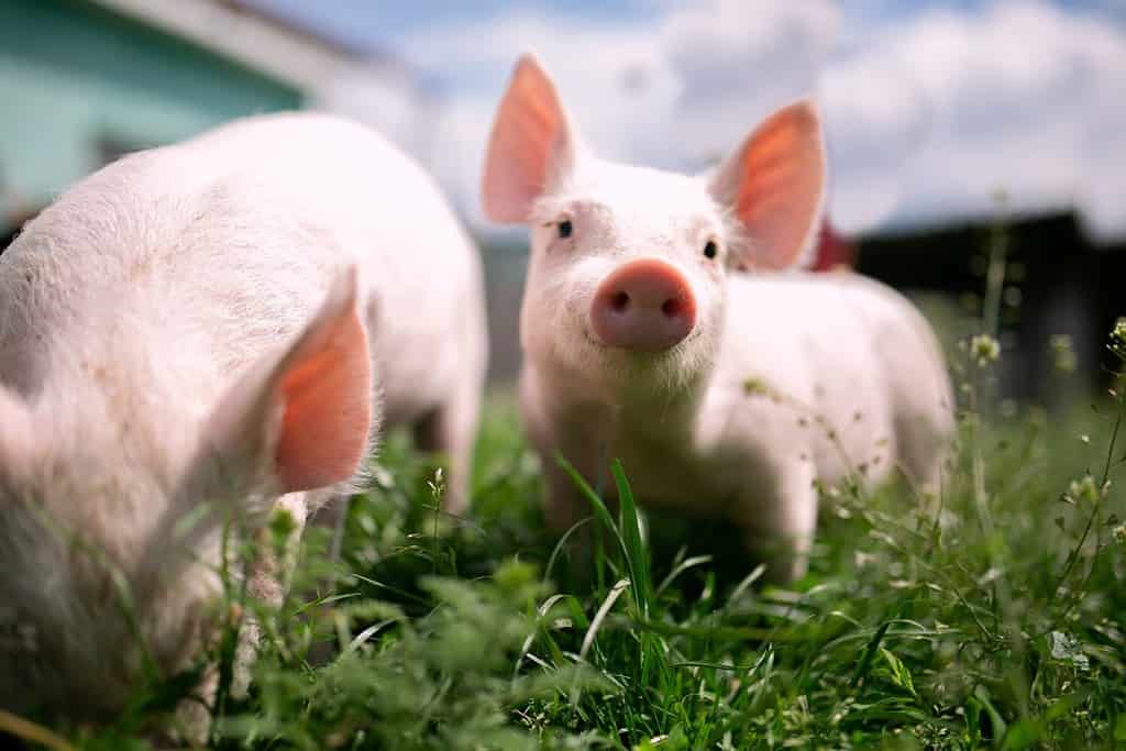 400 Pound Wild Pig Terrorizing a Colorado Town Finally Stopped