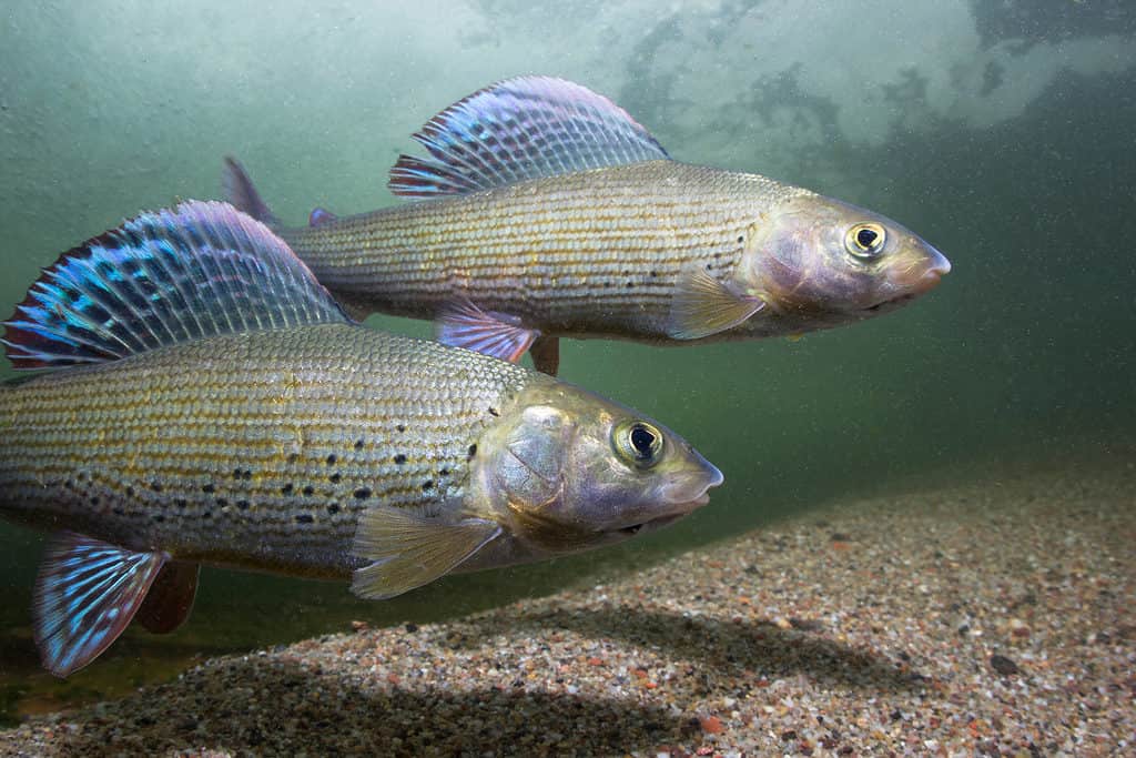 10 Coldest Rivers in England Will Chill You to Your Core