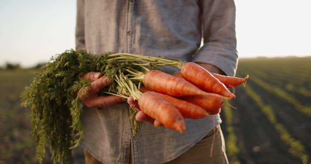 6 Clear Signals Your Carrots Are Ready to Be Harvested (Plus Tips on Storing Them) 