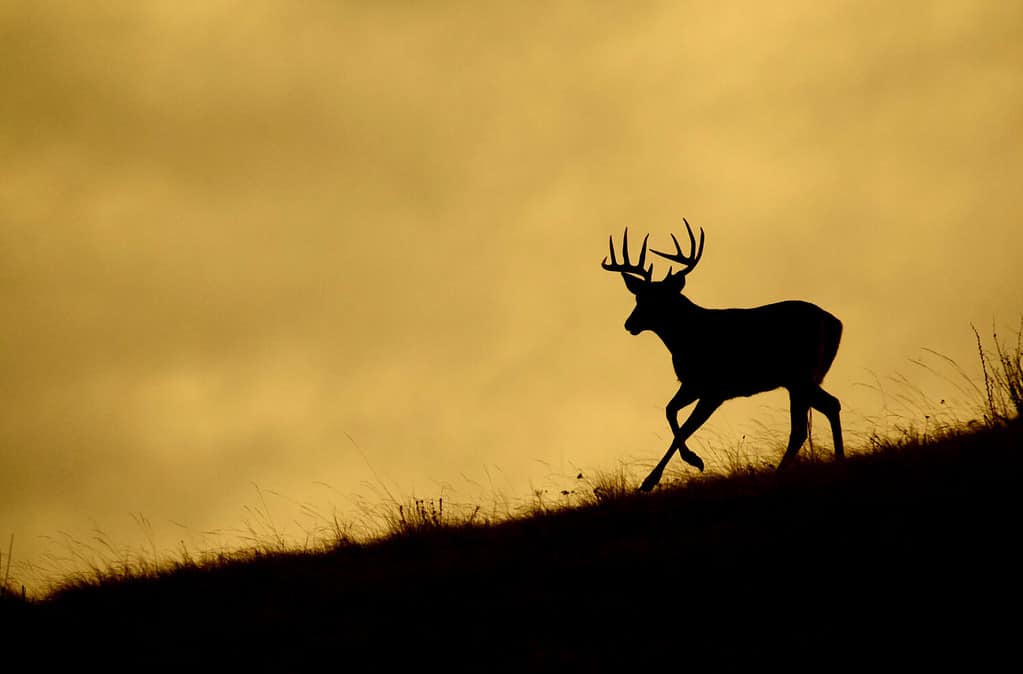 5 Reasons California Offers the Best Deer Hunting in the Country