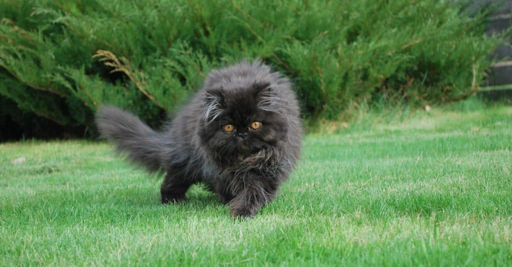 Persian Cat Colors: Rarest to Most Common