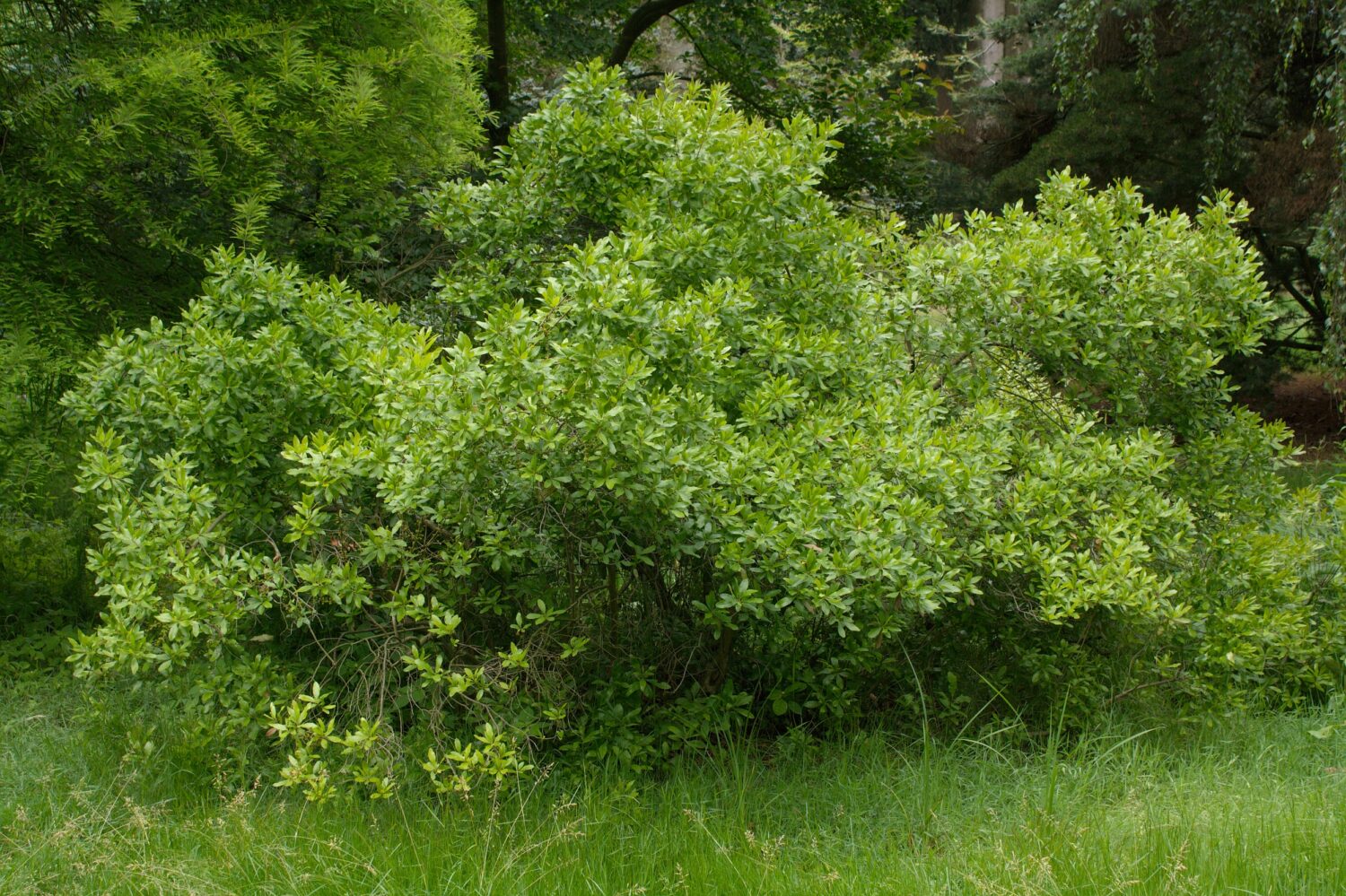 15 Shrubs That Thrive in Zone 4 Shade Gardens