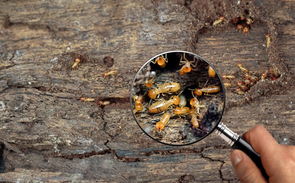 Termites in Hawaii: Types, Risks, and How to Prevent Them