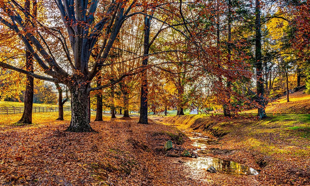 The 15 Most Iconic Trees Native to Delaware