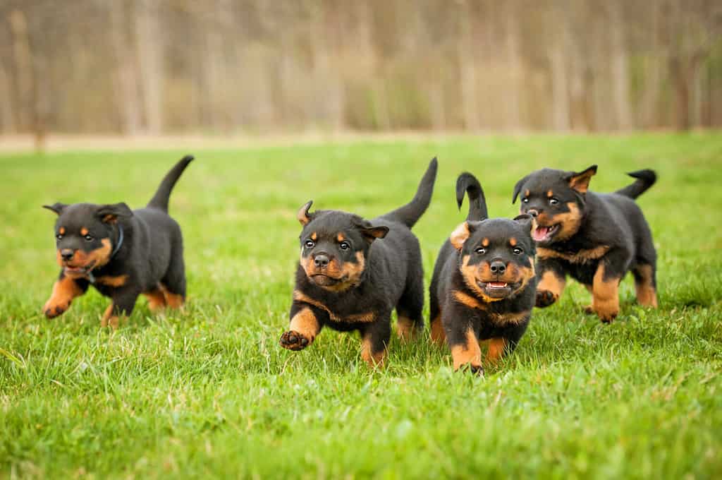 12 Reasons Rottweilers Are the Best Guard Dogs