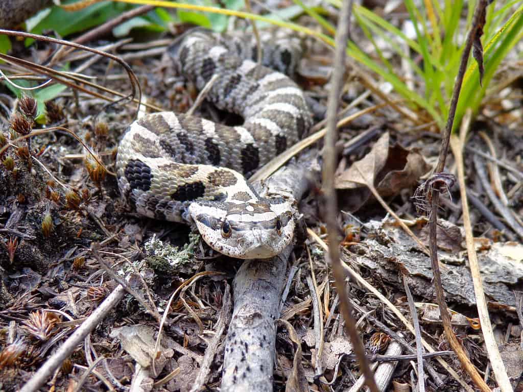 Discover the 20 Largest Reptiles Still Living in Canada