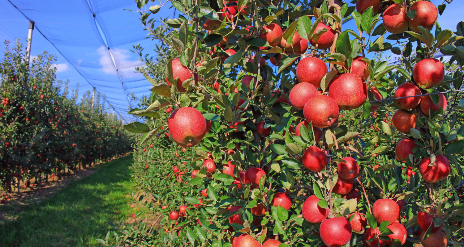 Apple Picking in Massachusetts: The 20 Best Orchards and Farms