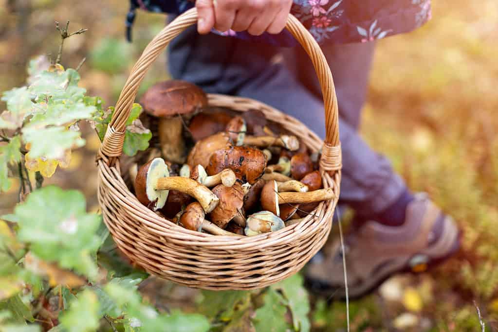 Mushroom Hunting in Georgia: A Complete Guide