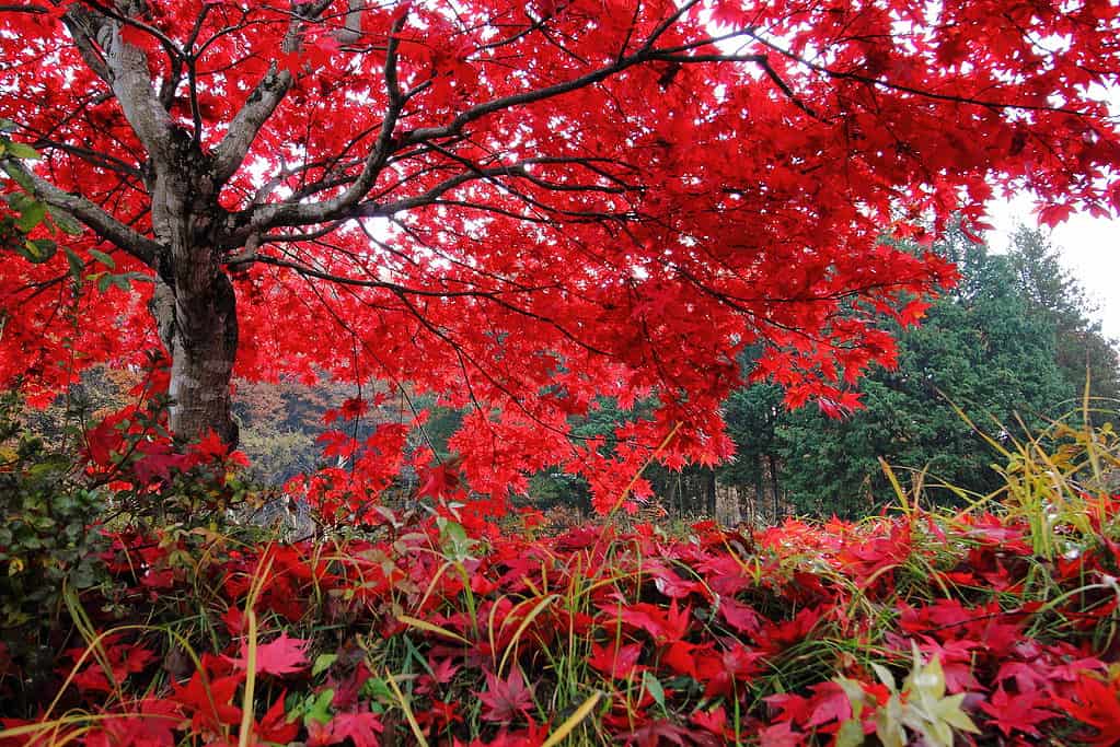 The 15 Most Iconic Trees Native to Delaware