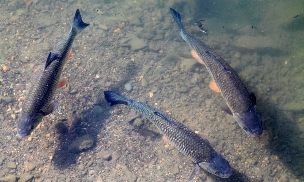 The Largest Grass Carp Ever Caught in Illinois Was a Water Goliath