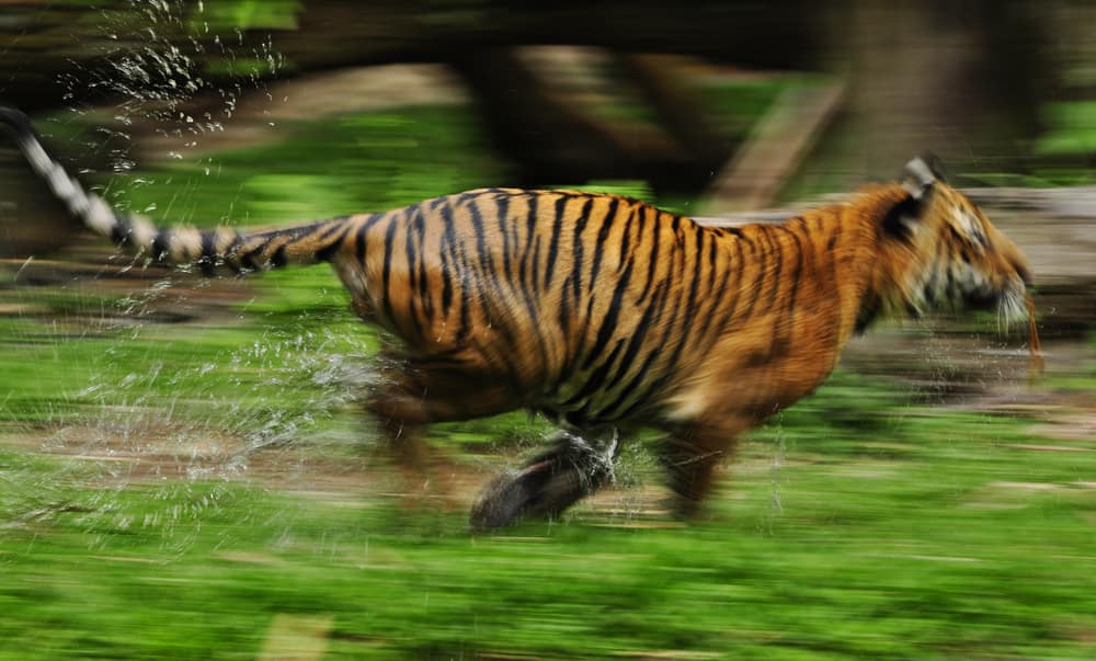 Buffalo and Tiger Have a Heated Stare Down Before The King of the Jungle Decides Its Not Worth The Fight