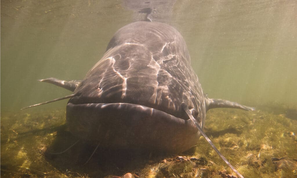 The Largest Blue Catfish Ever Caught in Virginia Was a Behemoth