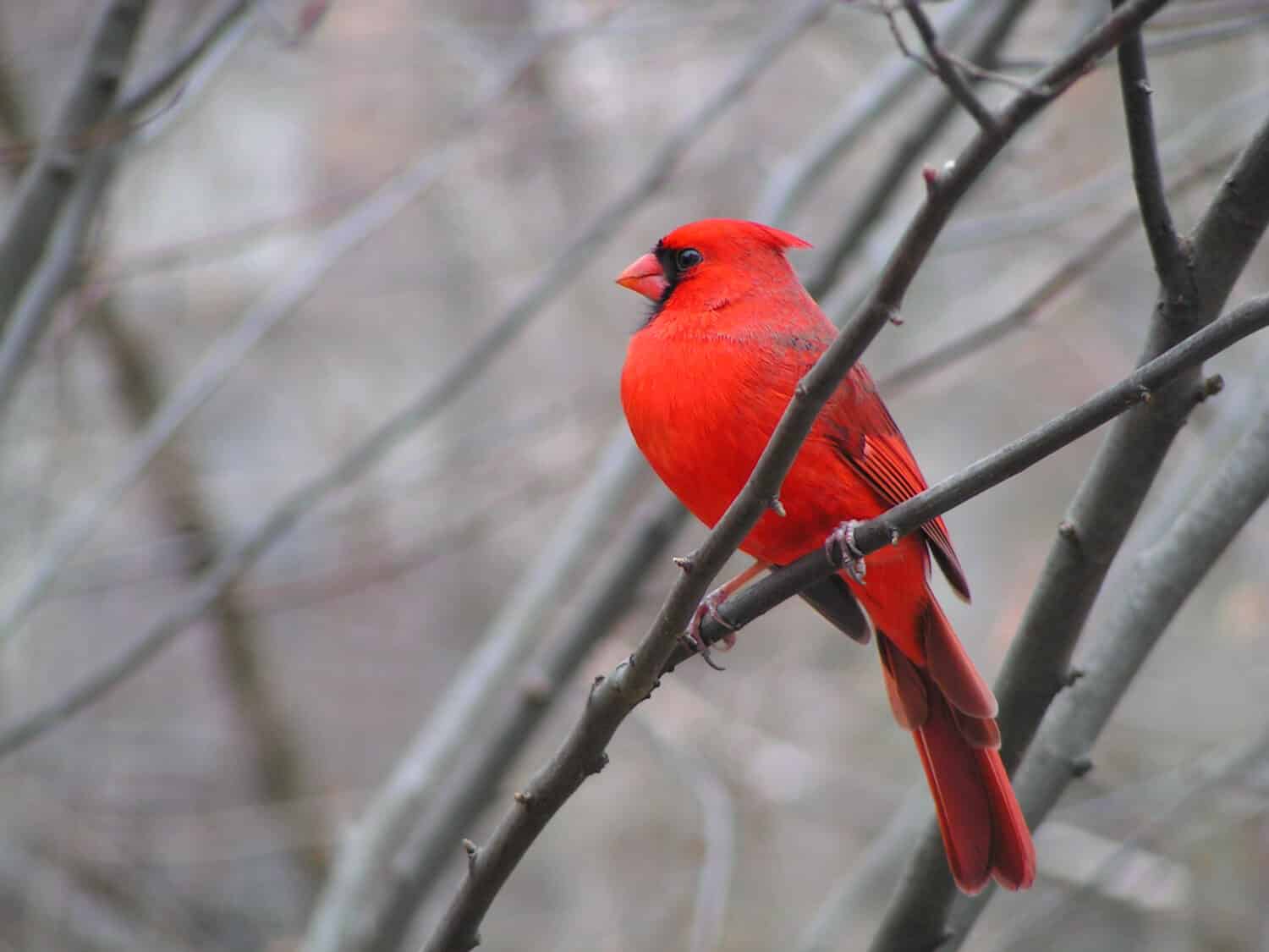 Discover the Official State Bird of West Virginia