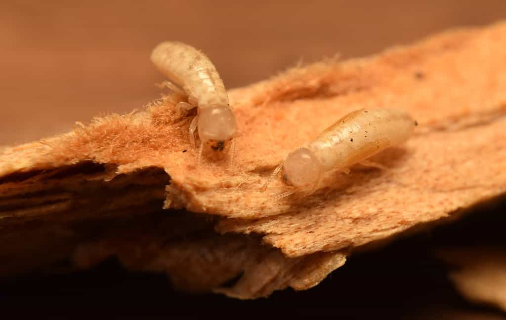 Termites in Hawaii: Types, Risks, and How to Prevent Them