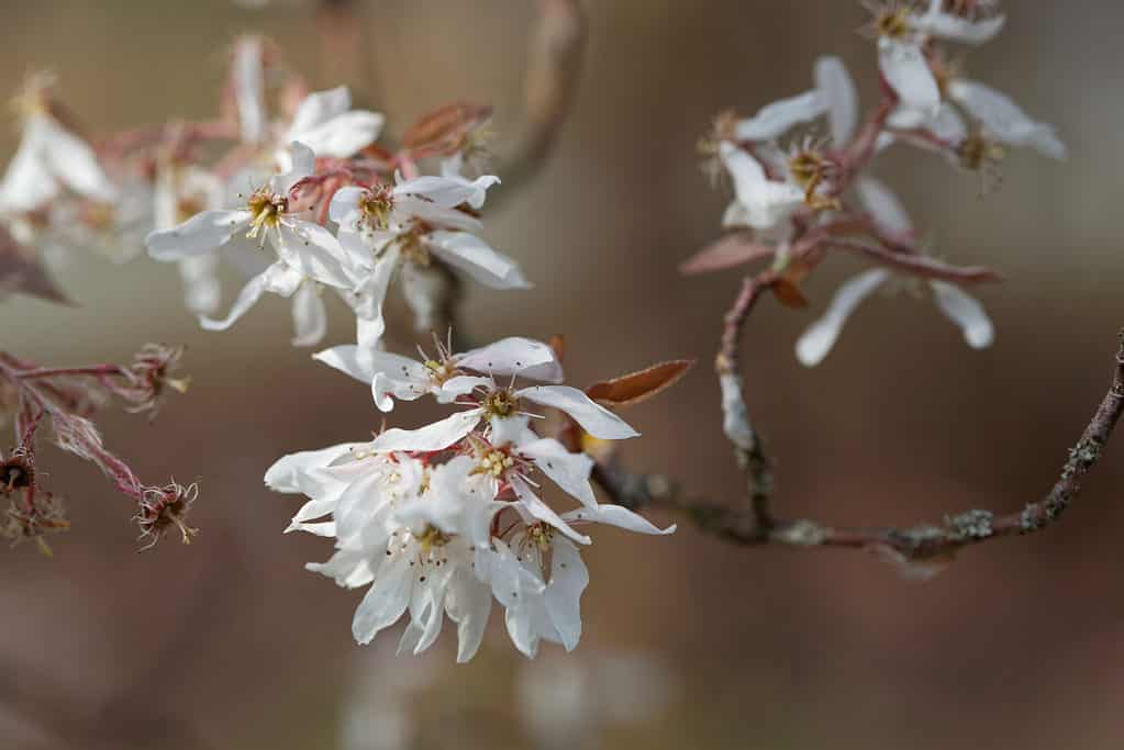 The 15 Most Iconic Trees Native to Delaware