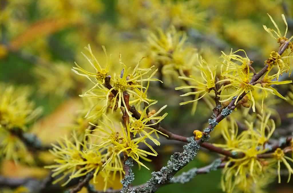 The 15 Most Iconic Trees Native to Delaware