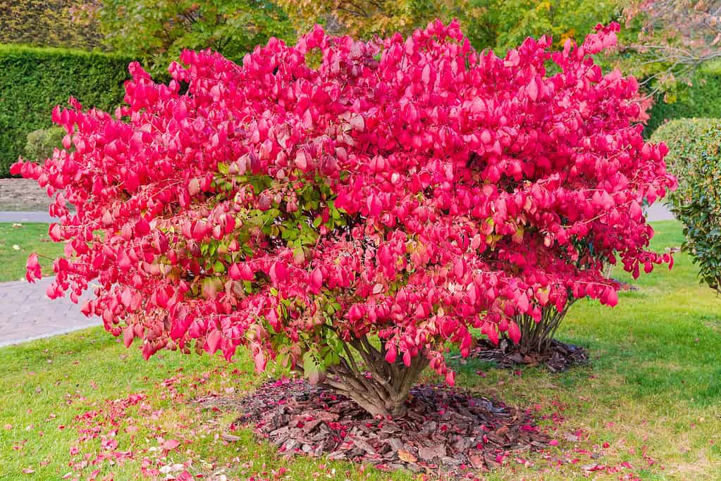 15 Shrubs That Thrive in Zone 4 Shade Gardens