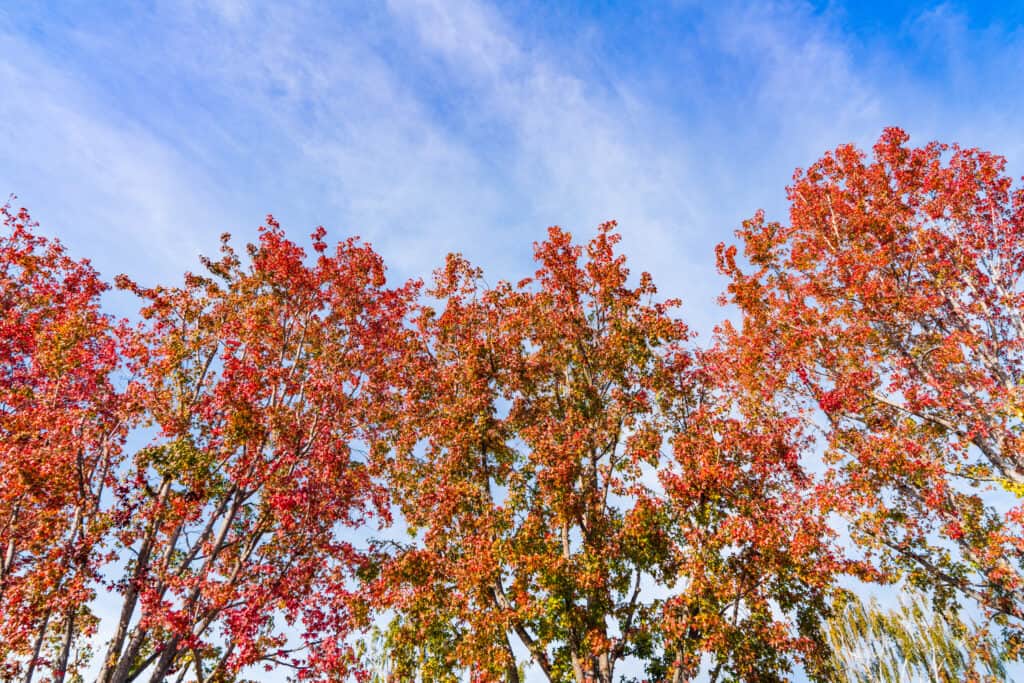 The 15 Most Iconic Trees Native to Delaware