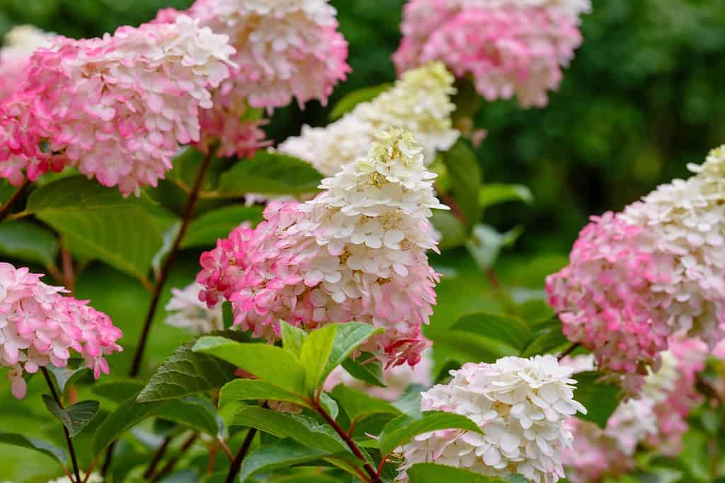 15 Shrubs That Thrive in Zone 4 Shade Gardens