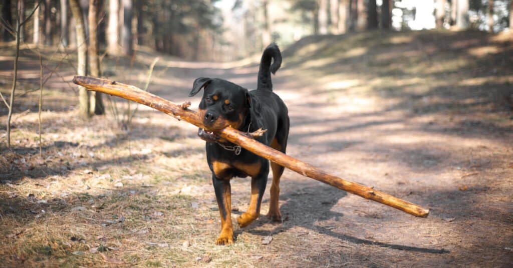 12 Reasons Rottweilers Are the Best Guard Dogs