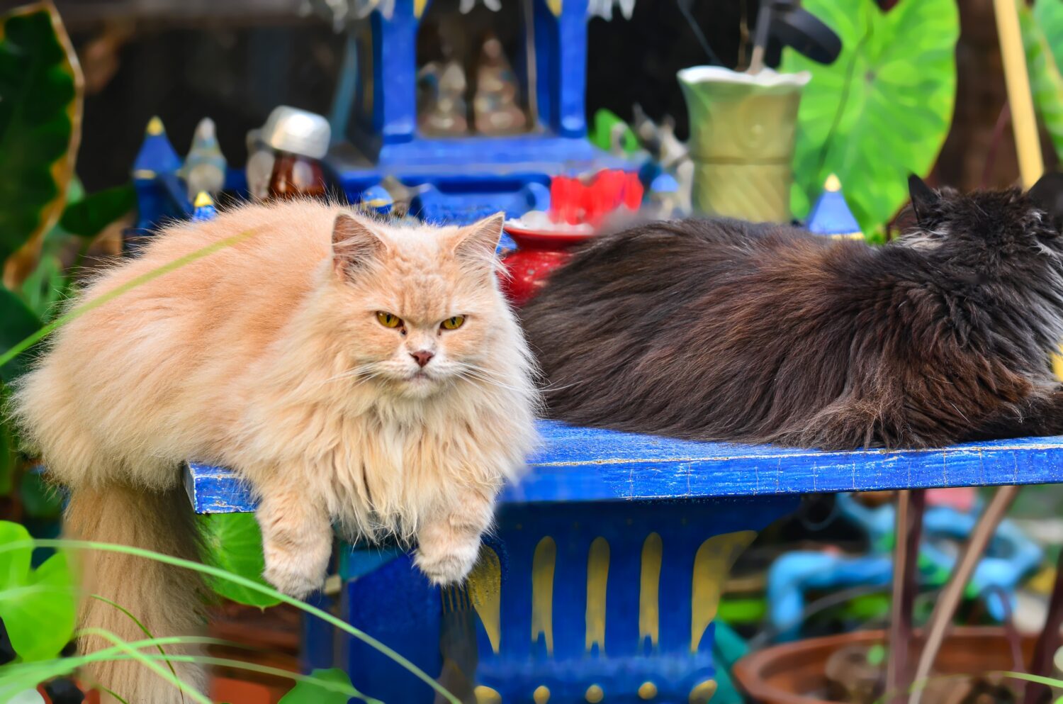 Persian Cat Colors: Rarest to Most Common