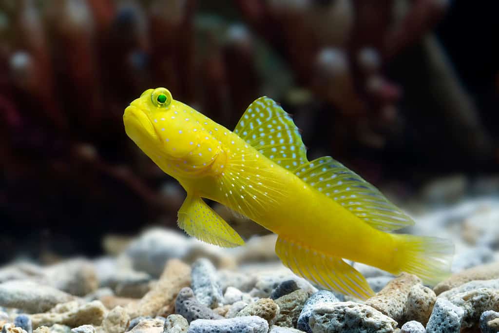 10 Ideal Tank Mates to Pair With Clownfish