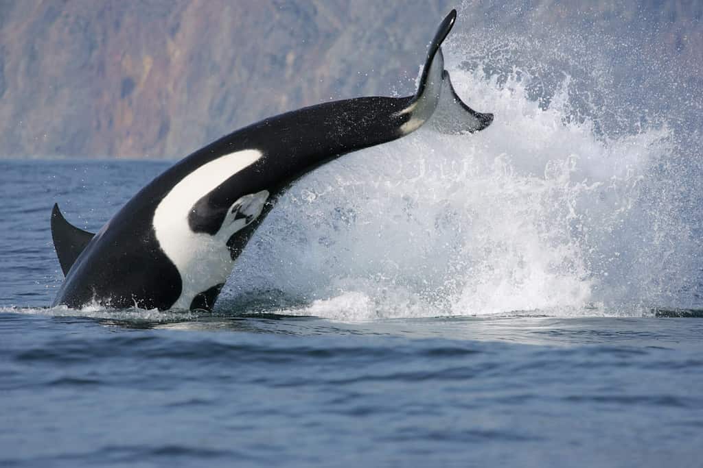 Killer Whale With a Case of the Mondays Tail Slaps a Stingray Into Tomorrow