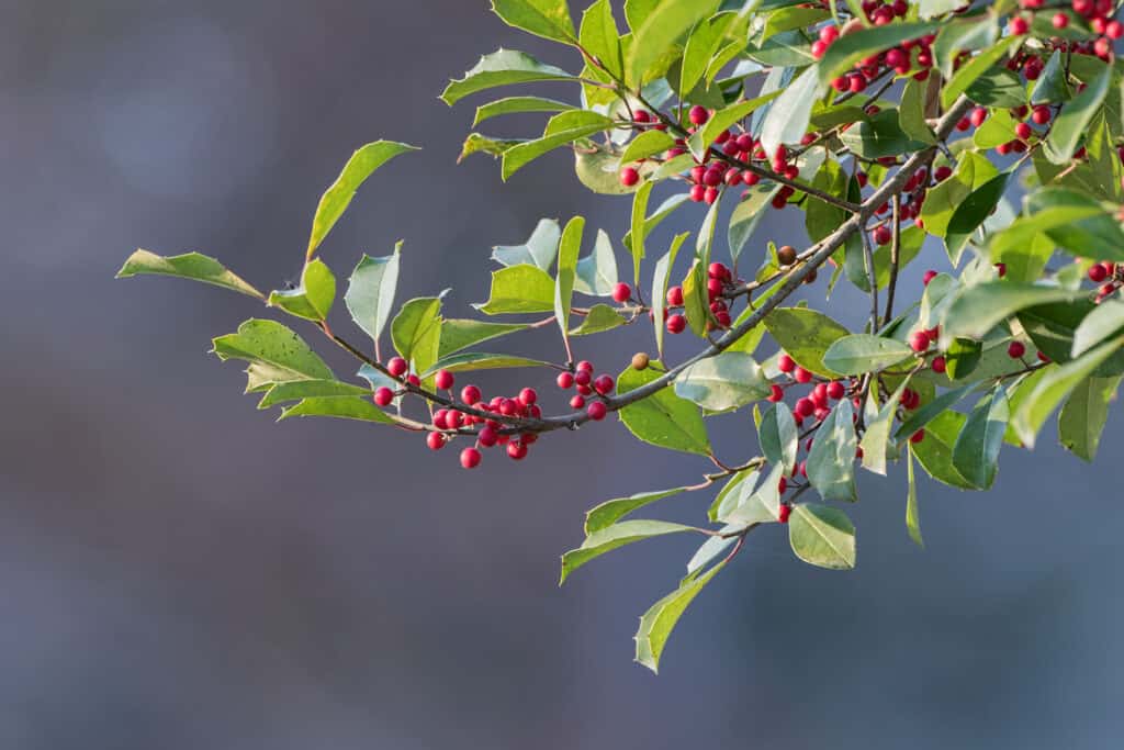 The 15 Most Iconic Trees Native to Delaware