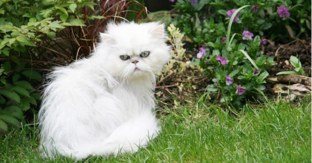 Persian Cat Colors: Rarest to Most Common