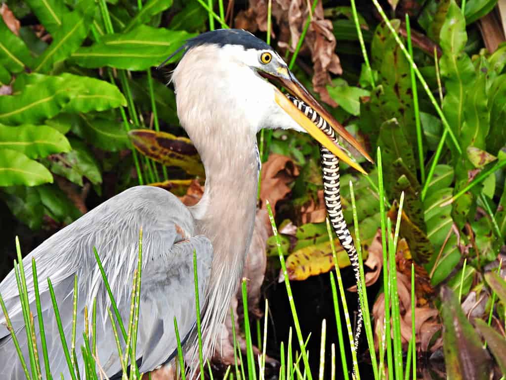 Watch a Great Blue Heron Spear a Rodent Hiding Underground With Pinpoint Accuracy