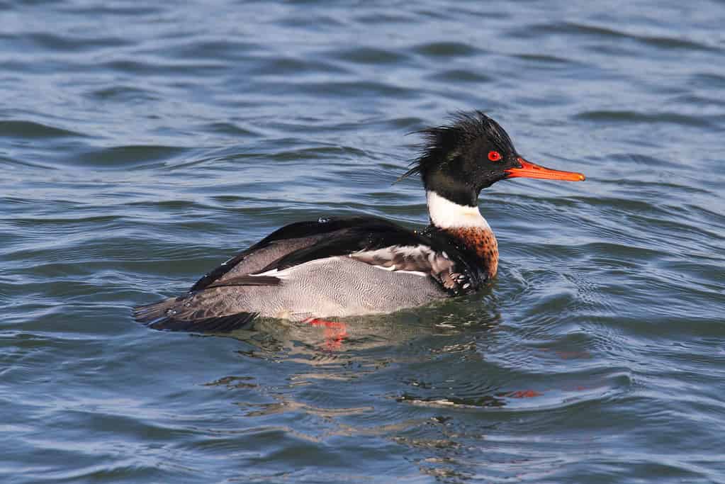 Discover the Top 6 Fastest Birds in England (And Where You Can Find Them)