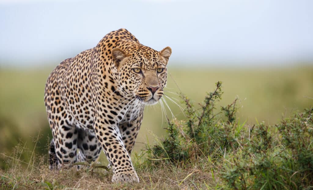 Leopard Cub Practices Its Hunting Skills by Stalking Its Mother and Playing With Her Tail