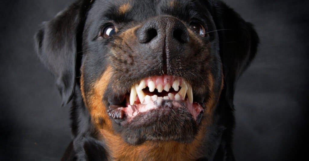 12 Reasons Rottweilers Are the Best Guard Dogs