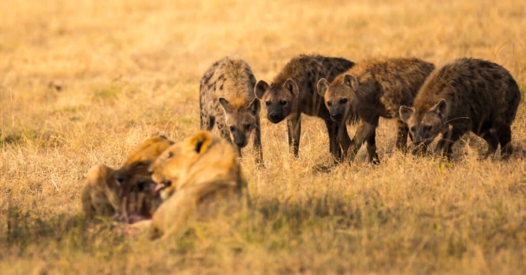 A Coalition of Hyenas Take on Young Lions to Rescue One Of Their Own Cubs