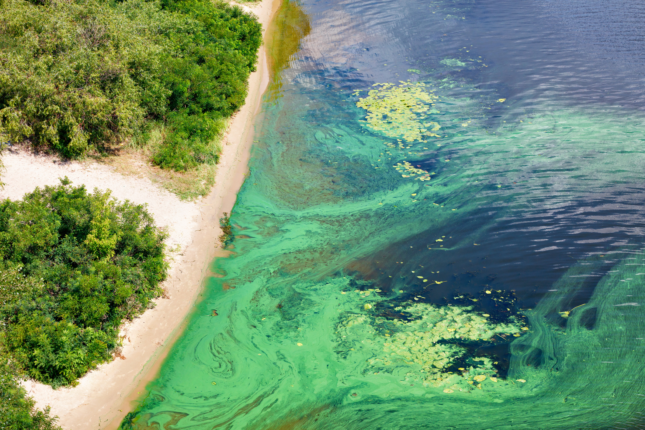 Discover How Polluted Lake Of The Ozarks Really Is