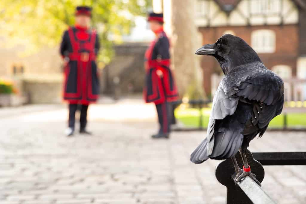 Dreaming of a Raven: Discover the Spiritual Meaning and Interpretation