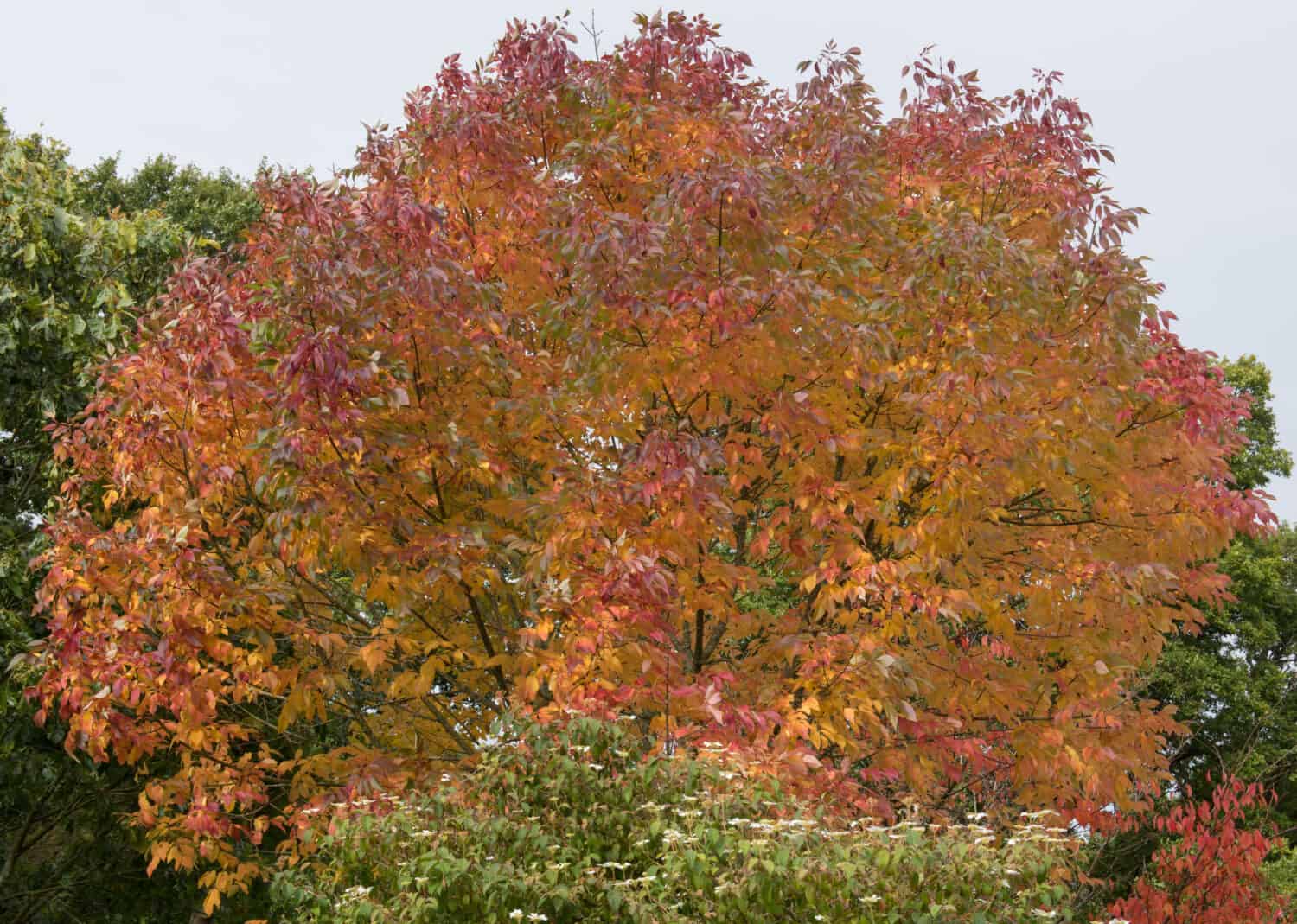 The 15 Most Iconic Trees Native to Delaware