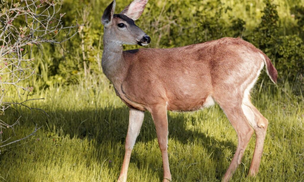 5 Reasons California Offers the Best Deer Hunting in the Country